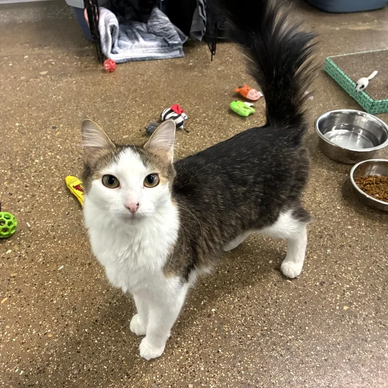 Sweet Pea thumbnail 3