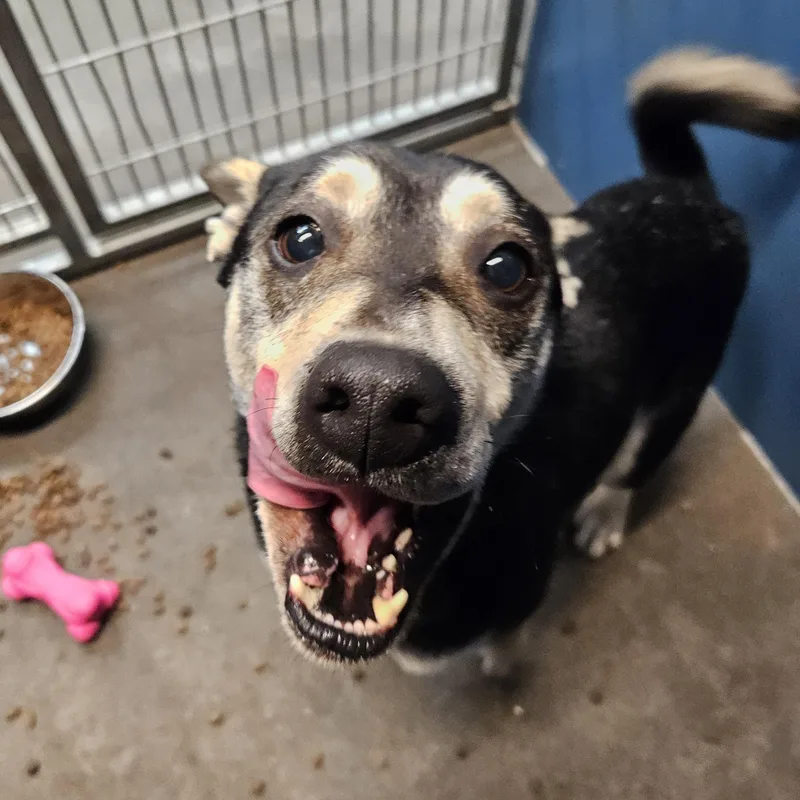 Woodstock thumbnail 2