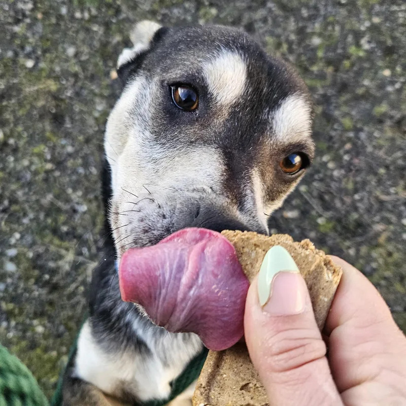 Woodstock thumbnail 3