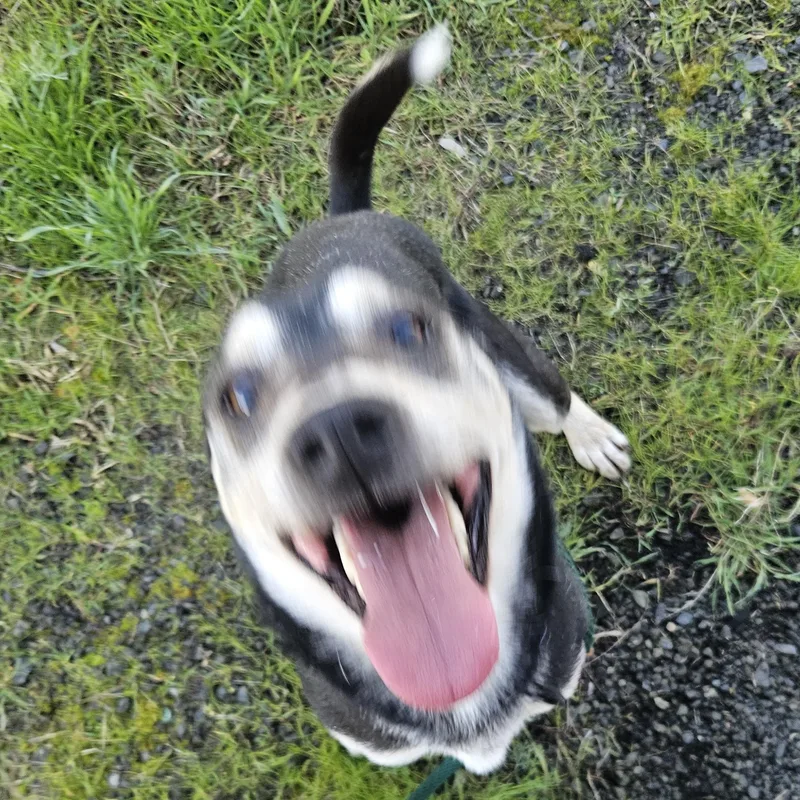 Woodstock thumbnail 4