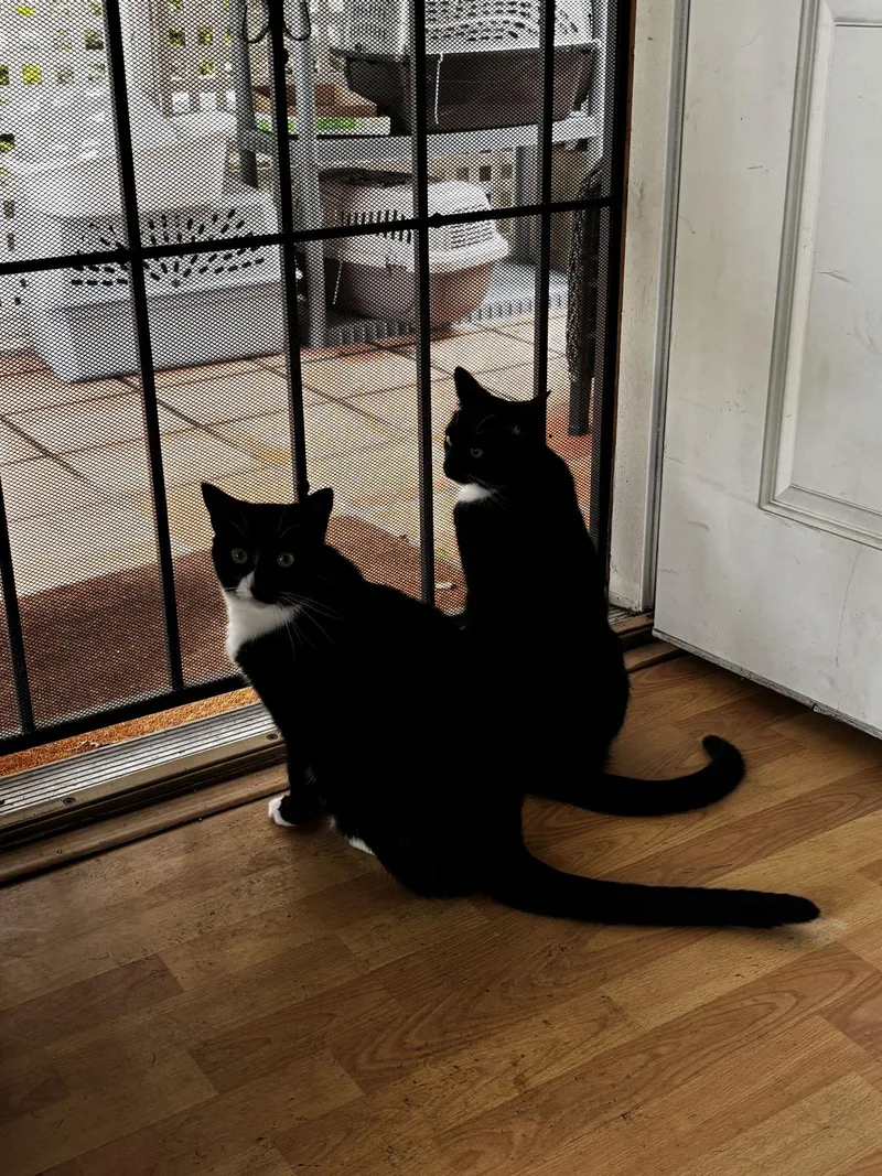 Morticia And Wednesday Addams