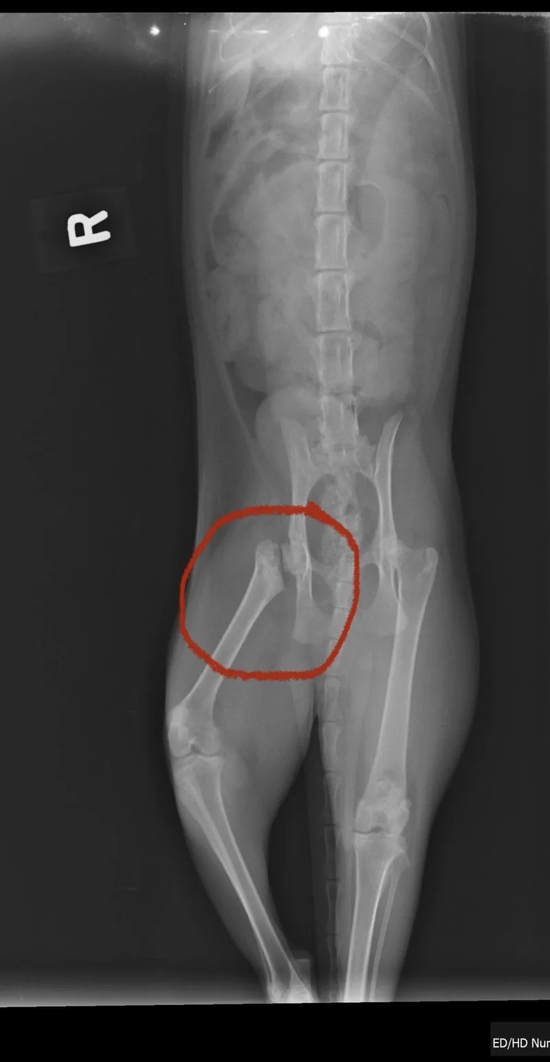 Morticia And Wednesday Addams thumbnail 2