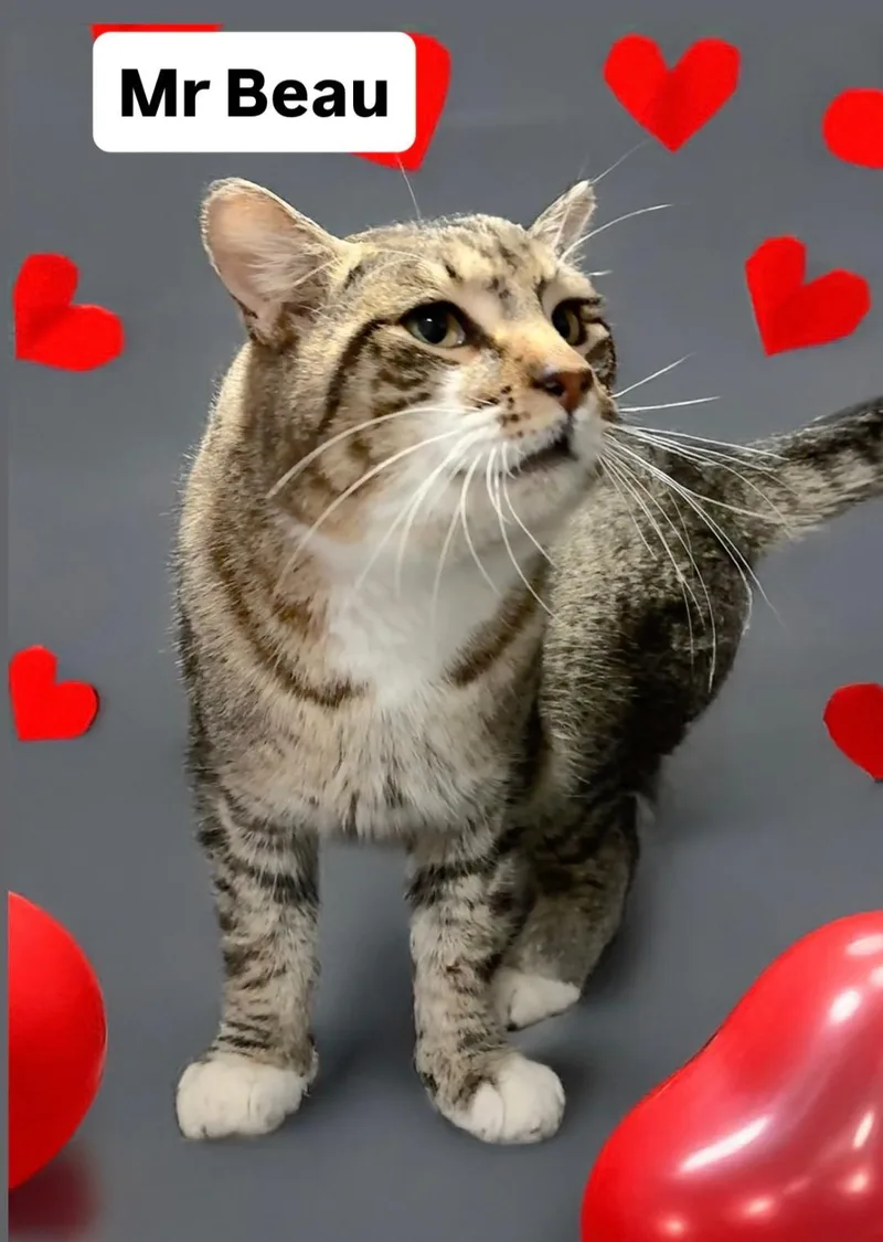 Mr Beau At Martinez thumbnail 2