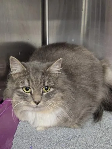 Biscuit And Pot Pie thumbnail 2