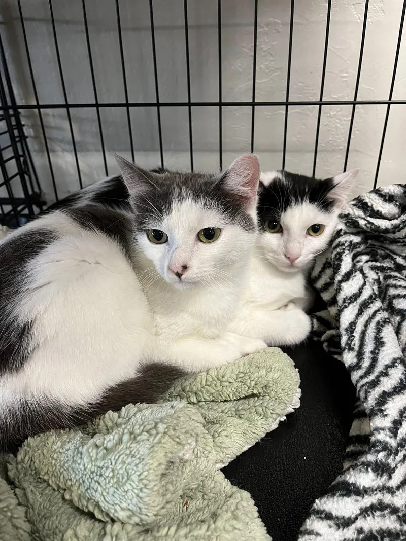 Bruce And Bucky thumbnail 3