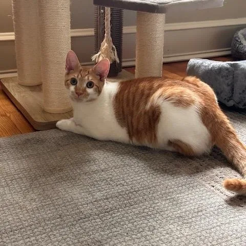 Meadow And Minette thumbnail 2