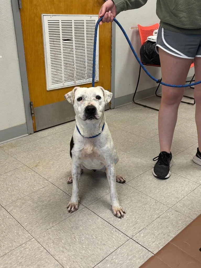 Tortellini thumbnail 2