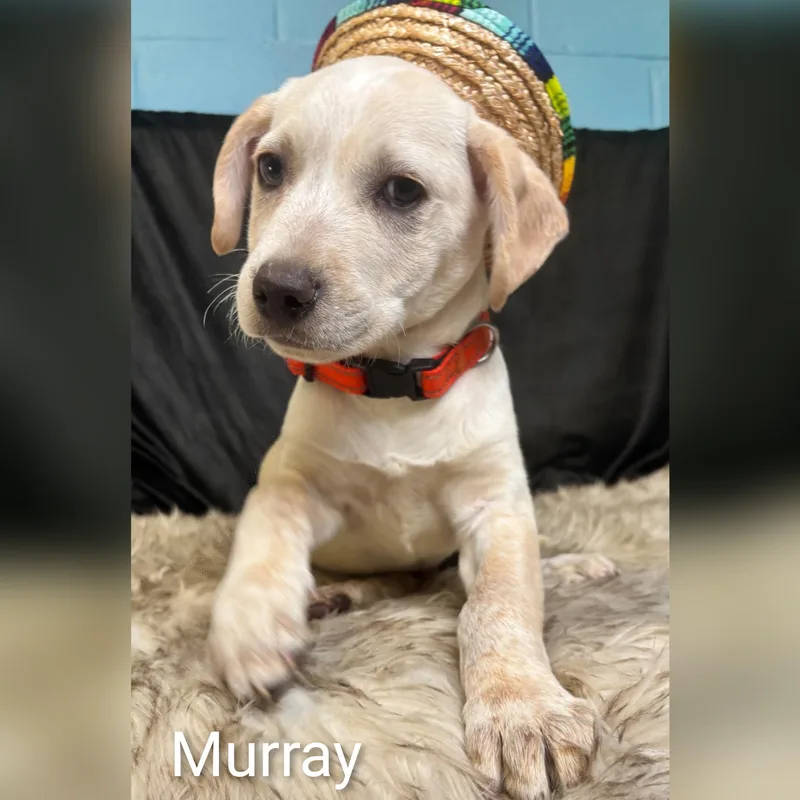 Murray thumbnail 3