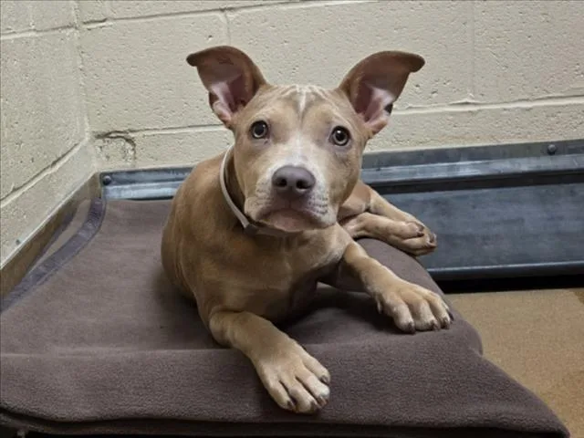 Cordelia thumbnail 2