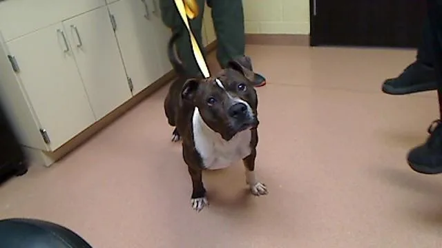 Dixie Jim thumbnail 2