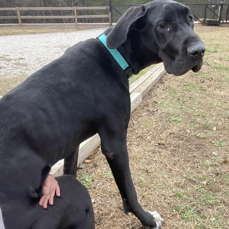 Espresso Martini thumbnail 3