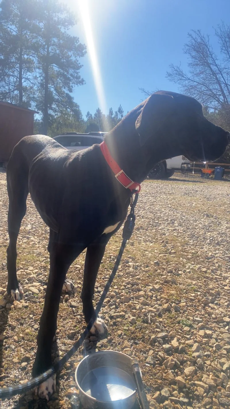 Espresso Martini thumbnail 4