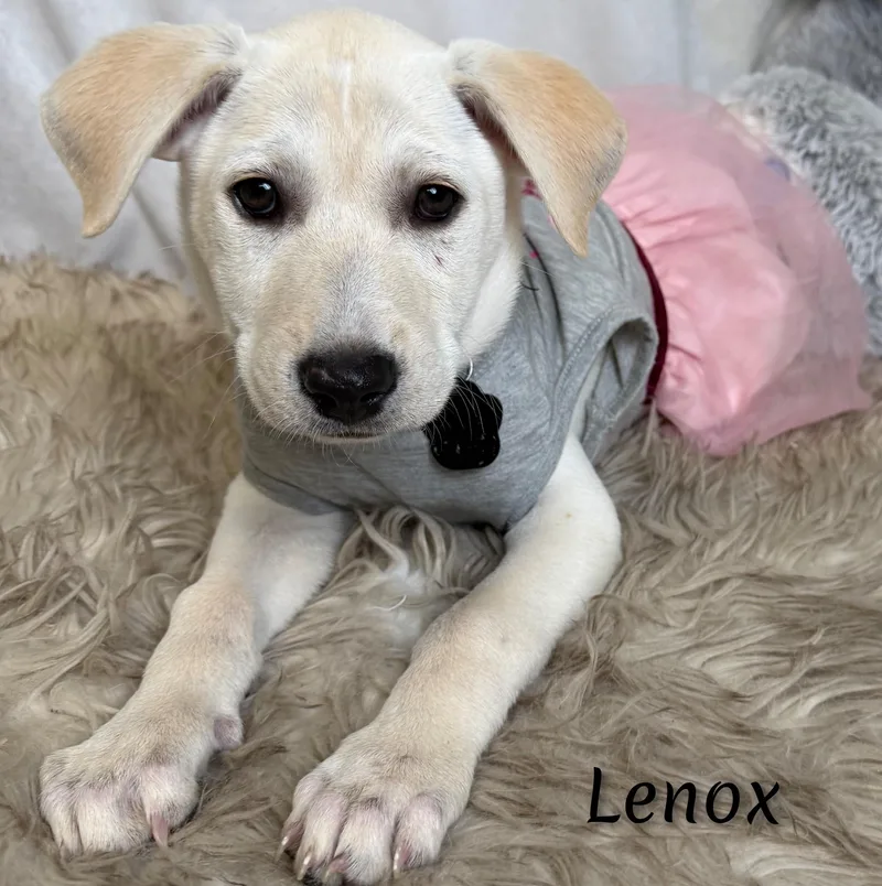 Lenox thumbnail 4