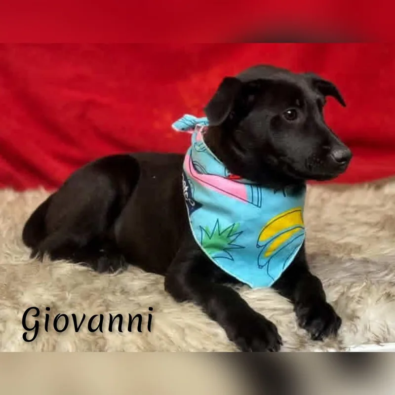 Giovanni thumbnail 2