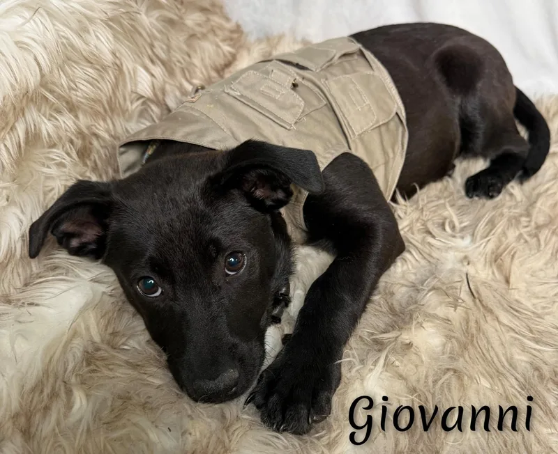 Giovanni thumbnail 3