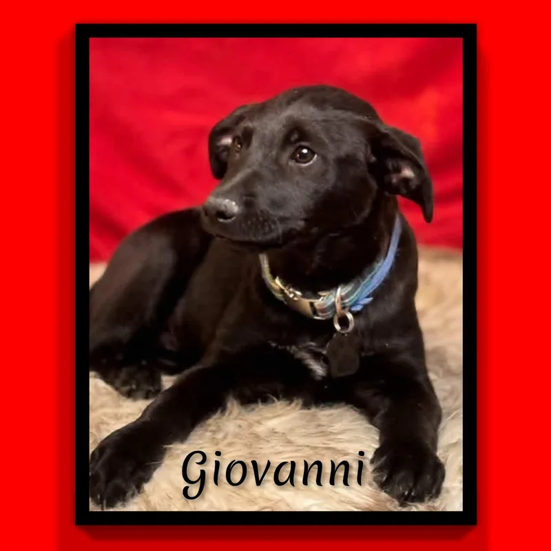 Giovanni thumbnail 4