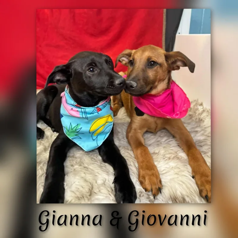 Giovanni thumbnail 5