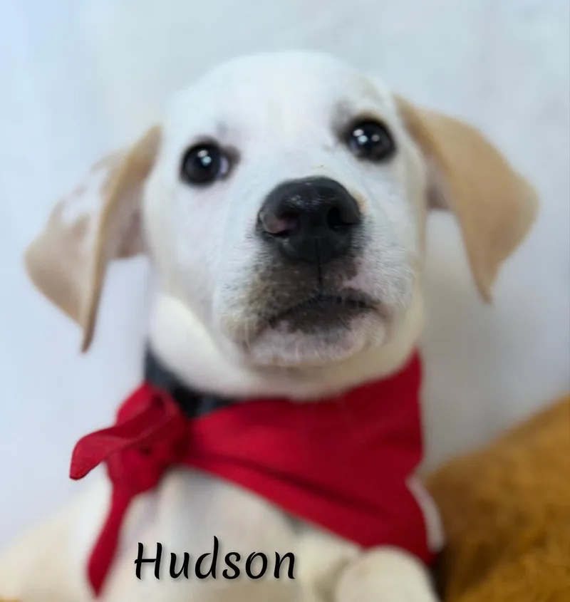 Hudson thumbnail 6