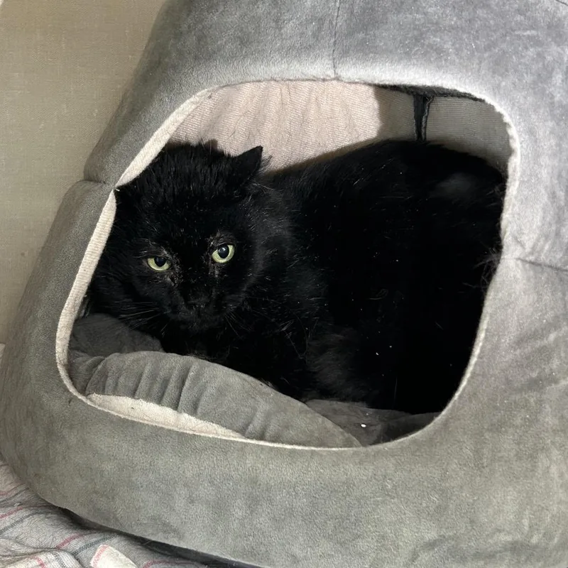 Severus Snape thumbnail 2