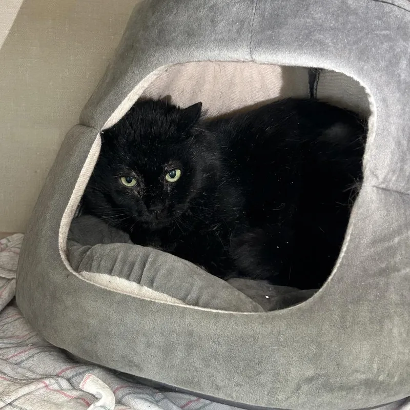 Severus Snape thumbnail 3