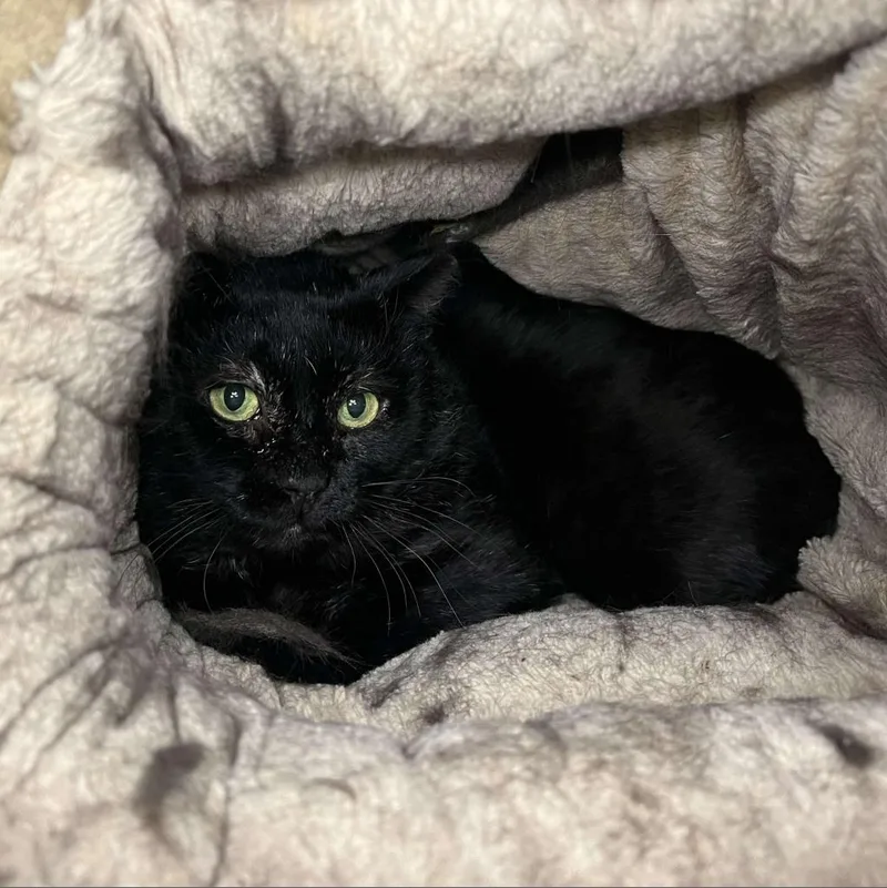 Severus Snape thumbnail 4