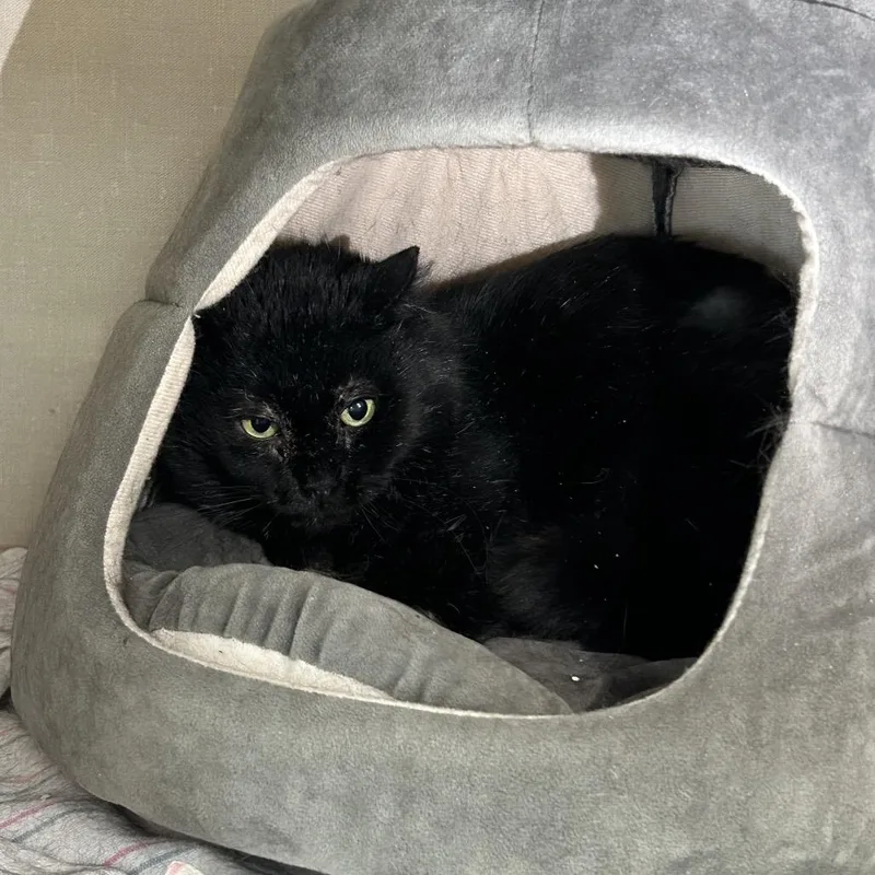 Severus Snape thumbnail 5