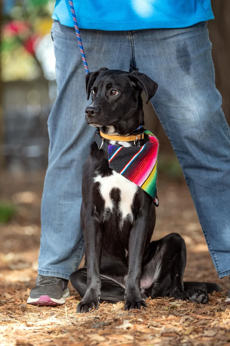 Bumblebee thumbnail 2