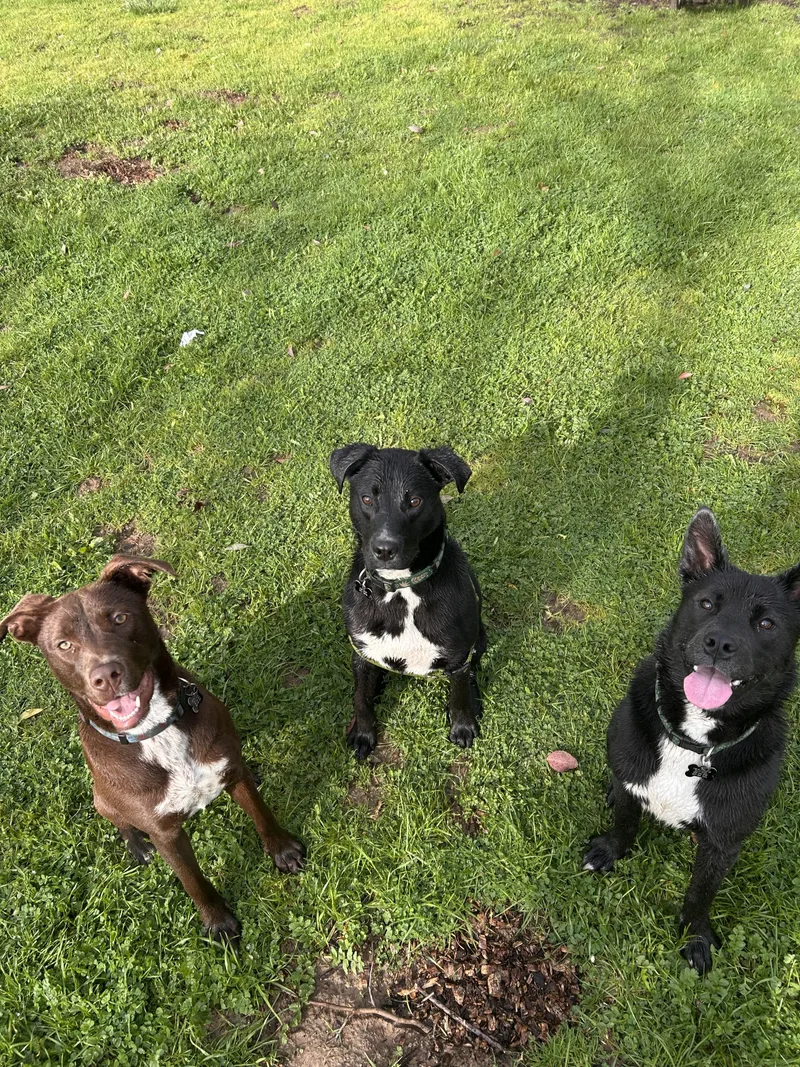 Bumblebee thumbnail 3