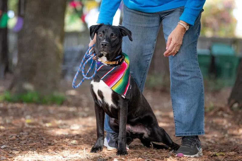 Bumblebee thumbnail 4