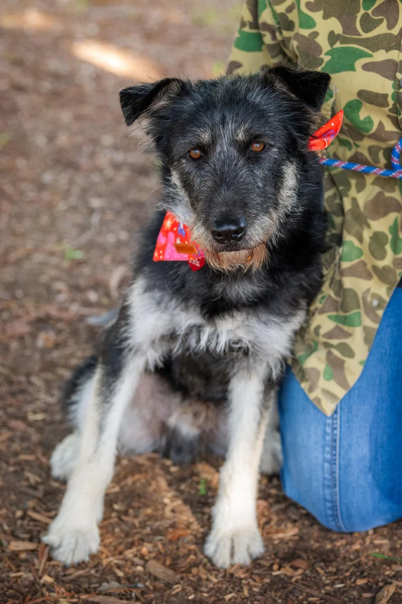 Bad Bunny thumbnail 2