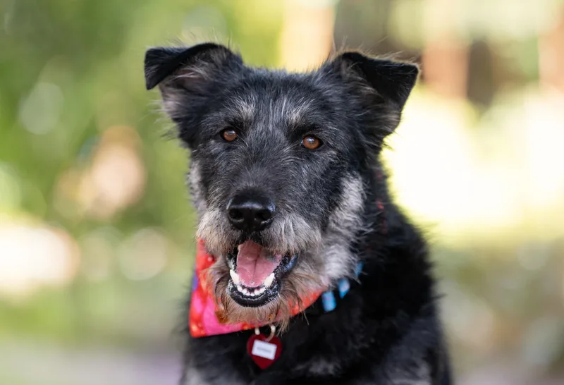 Bad Bunny thumbnail 3