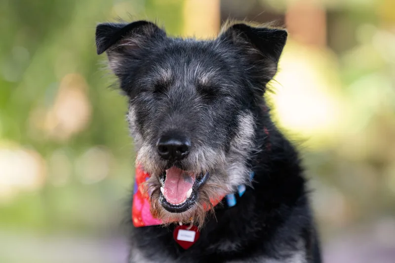 Bad Bunny thumbnail 4