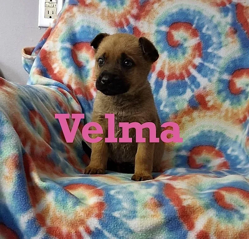 Velma
