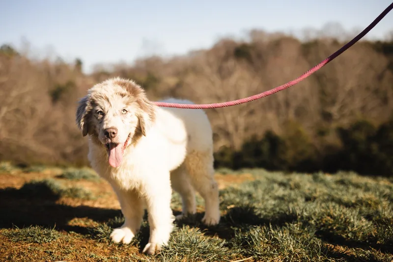 Eowyn  Transport thumbnail 3