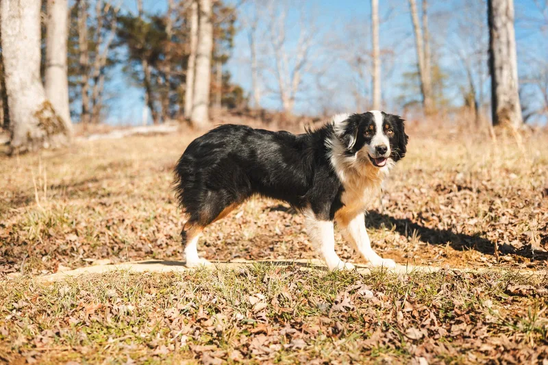 Fiamma  Transport thumbnail 5