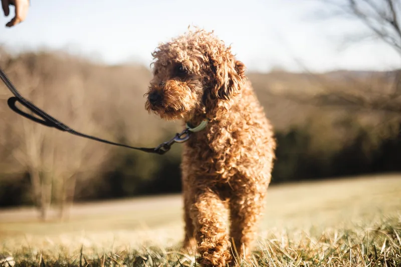 Finnegan thumbnail 2