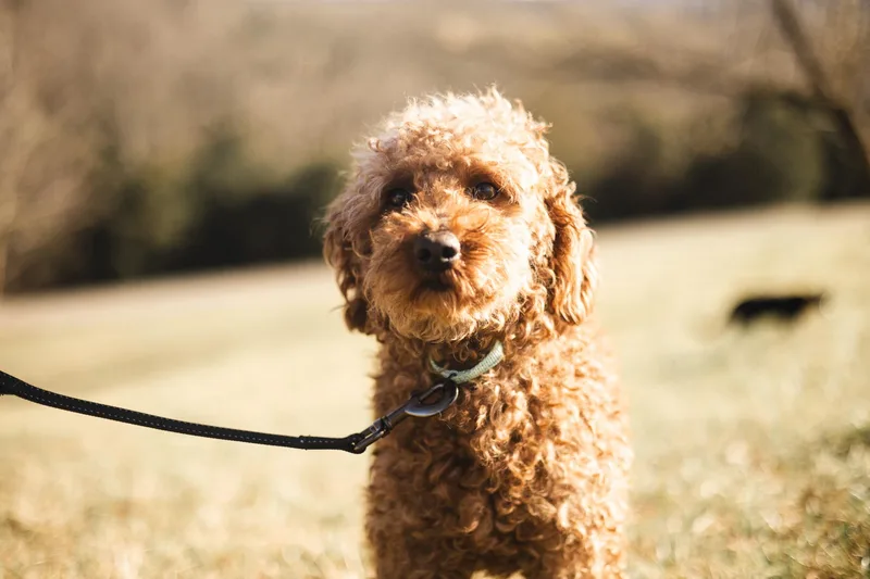 Finnegan thumbnail 3