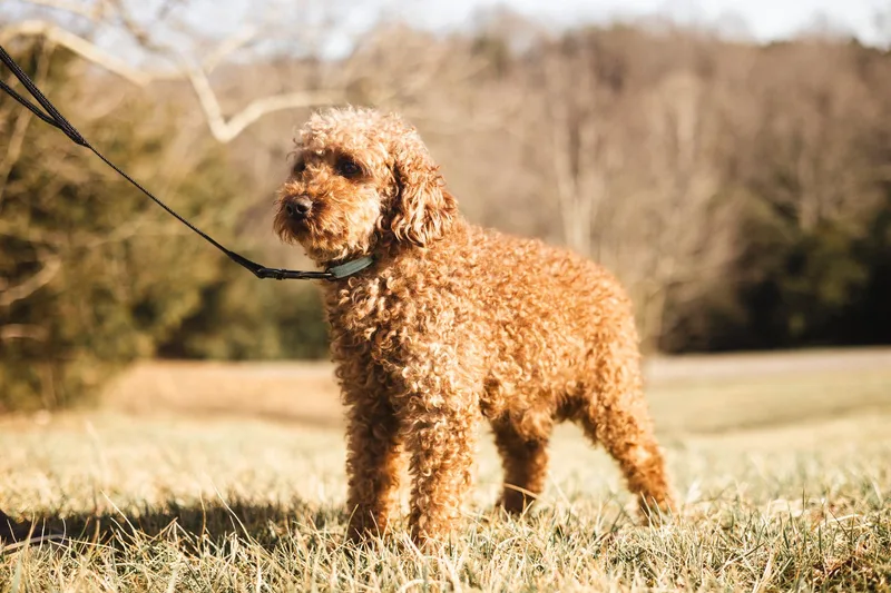 Finnegan  Transport thumbnail 2