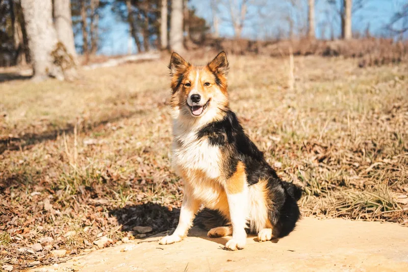 Foxley  Transport thumbnail 2