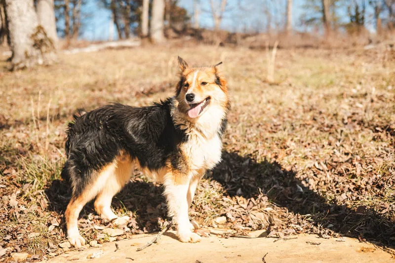 Foxley  Transport thumbnail 4