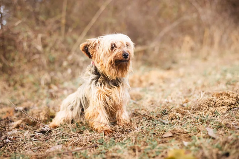 Lucy  Transport thumbnail 2