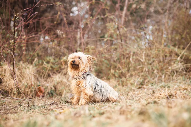 Lucy  Transport thumbnail 3