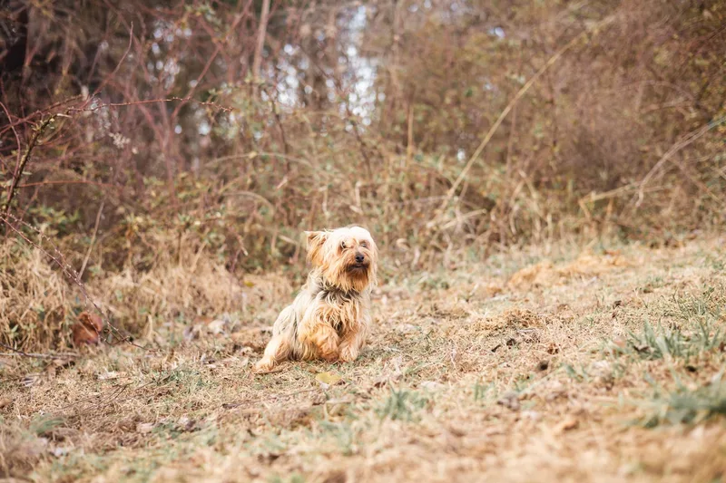 Lucy  Transport thumbnail 4