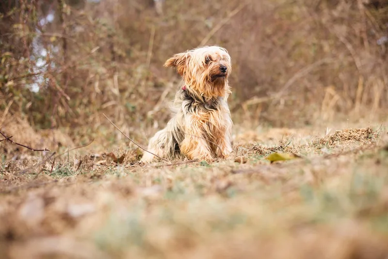 Lucy  Transport thumbnail 5