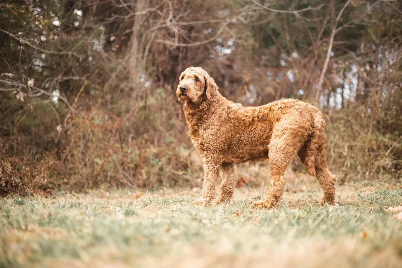 Marianne thumbnail 2