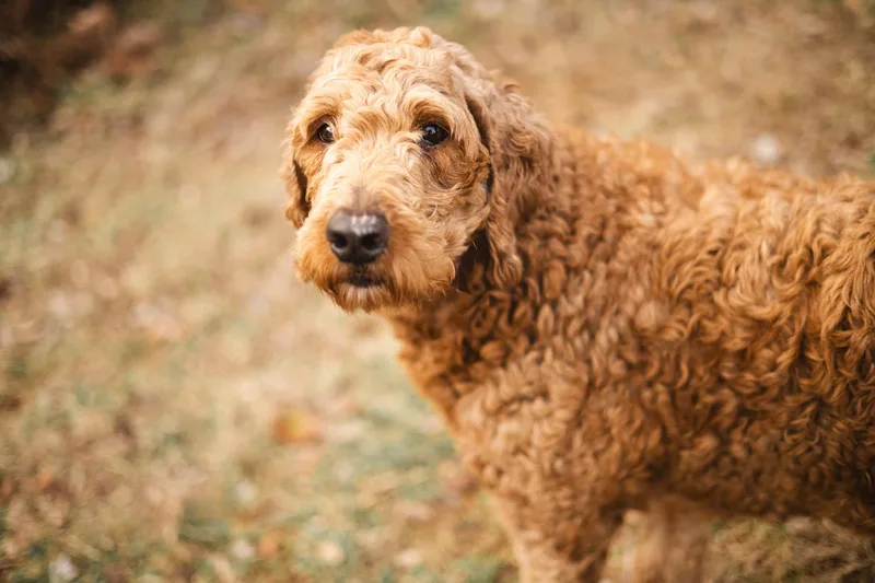 Marianne  Transport thumbnail 3