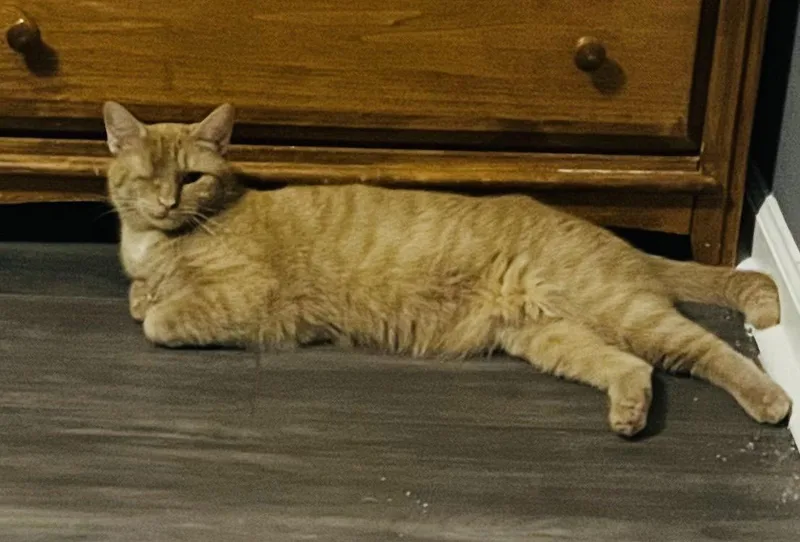 Candy Corn thumbnail 2