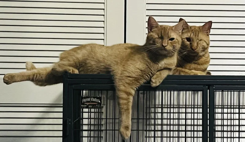 Candy Corn thumbnail 3