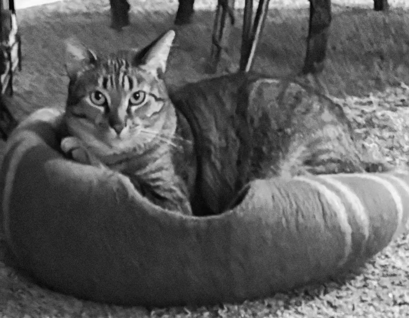 Bright Eyes thumbnail 3