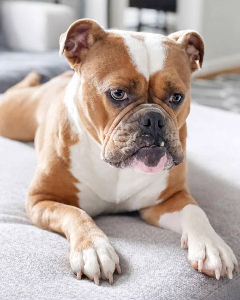 Carmela Soprano thumbnail 2